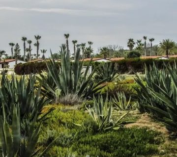 گیاهان زراعی مقاوم به شرایط سخت