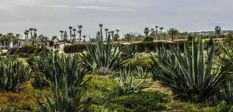 گیاهان زراعی مقاوم به شرایط سخت