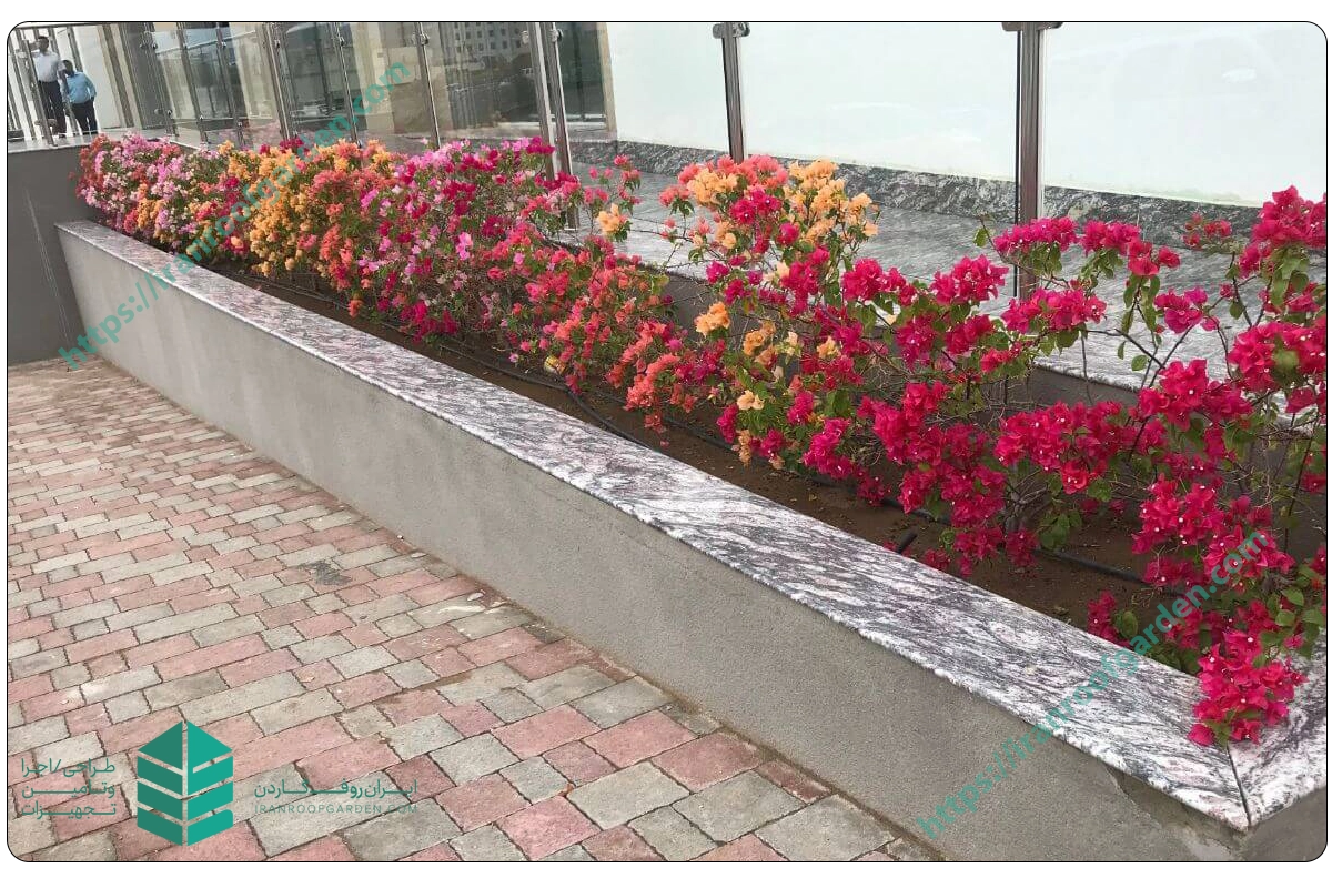 فلاور باکس بتنی2