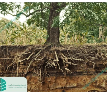 درختان کم ریشه برای روف گاردن