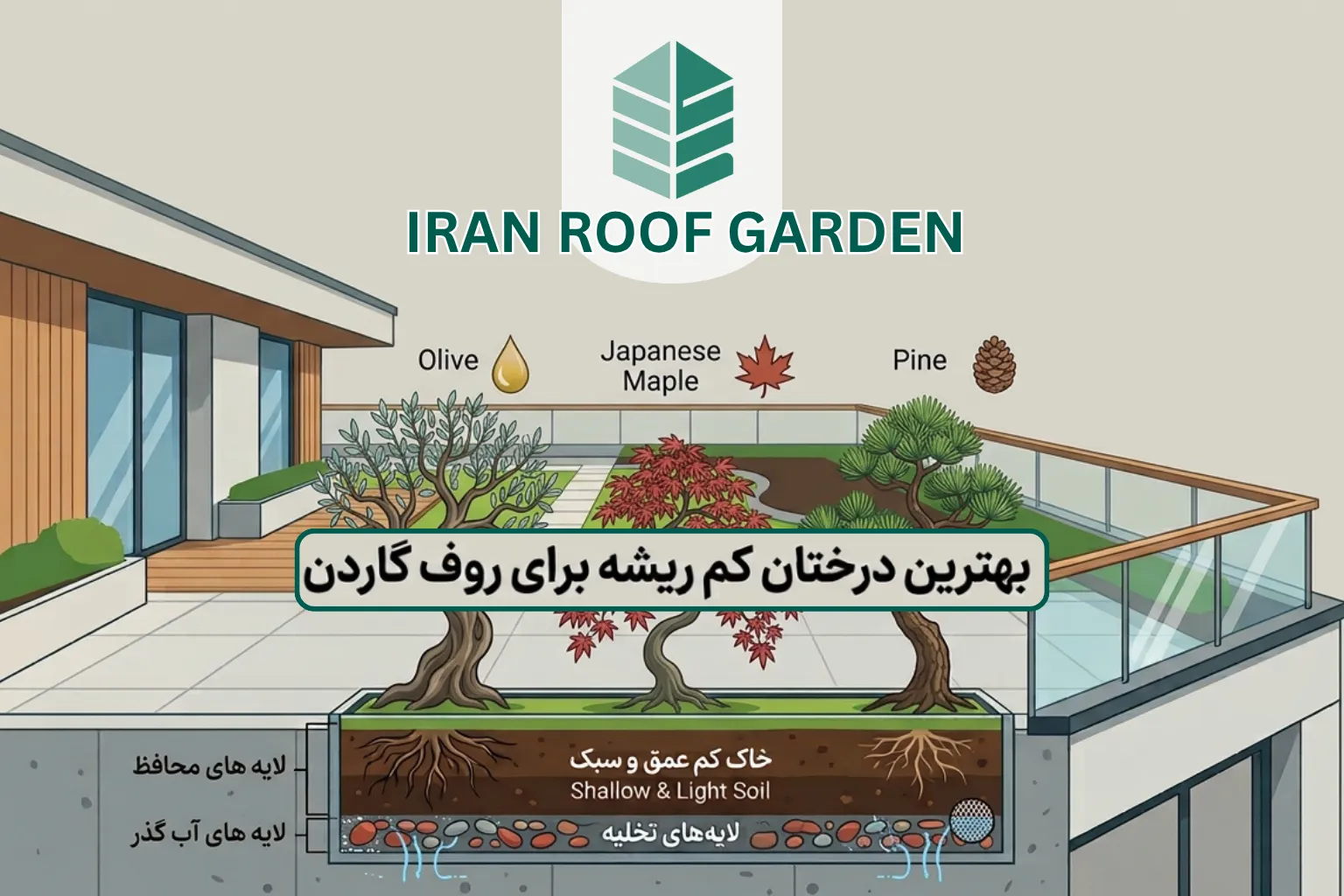درخت کم ریشه برای روف گاردن