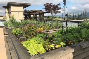 کشاورزی شهری روی روف گاردن