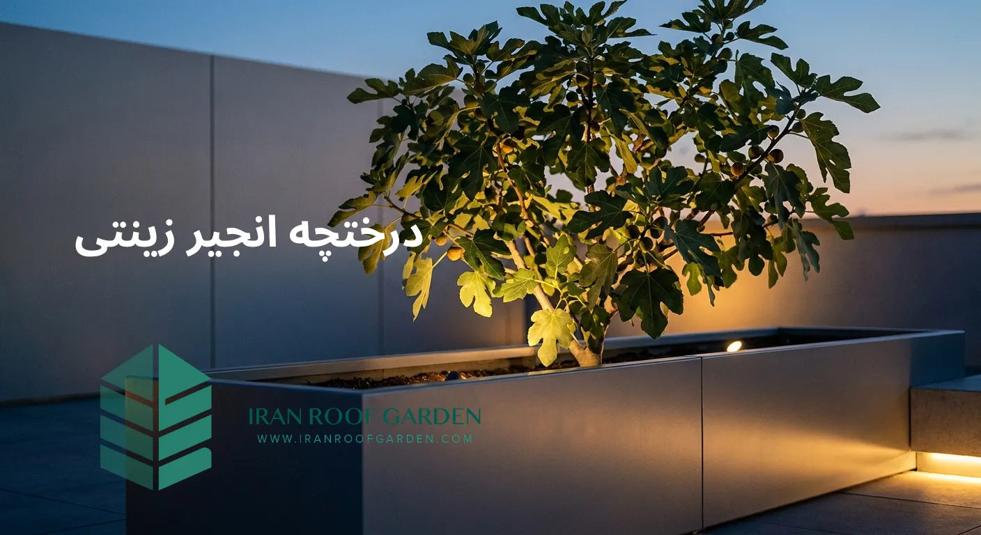 درخت انجیر پاکوتاه
