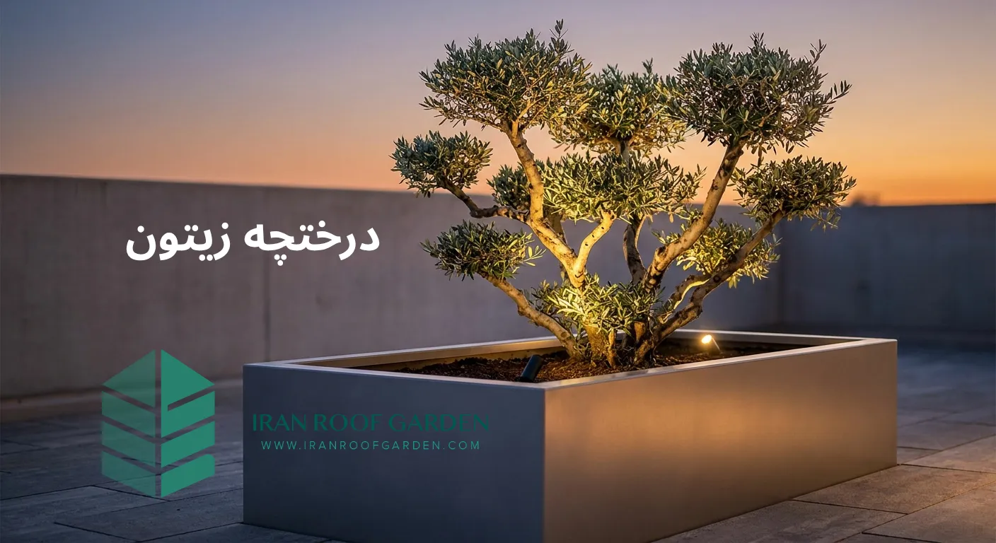 درختچه زیتون
