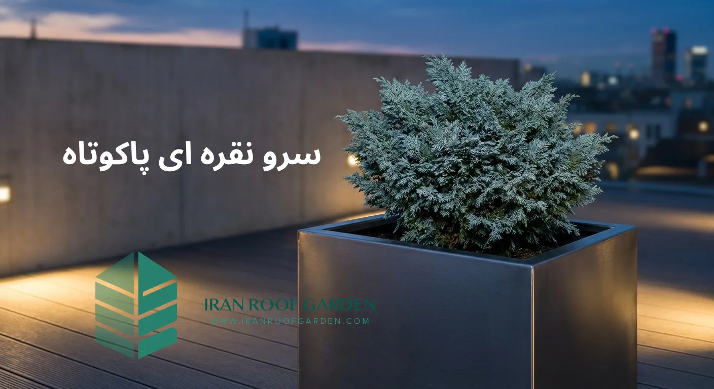 سرو نقره‌ای پاکوتاه